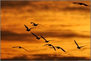 der Sonne entgegen... Wildgänse *Niederrhein*