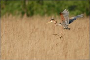 einfliegend... Purpurreiher *Ardea Pupurea*