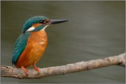 geschickter Jäger "Vogel des Jahres 1973 und 2009"... Eisvogel *Alcedo atthis*