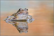 glücklich und zufrieden... Grasfrosch *Rana temporaria*