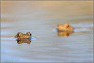zur Laichzeit... Erdkröten *Bufo bufo*