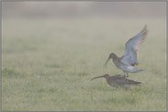 Hoffnung... Große Brachvögel *Numenius arquata*