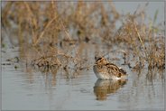 bei der Rast... Bekassine *Gallinago gallinago*