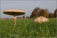 Parasole... Riesenschirmpilze *Macrolepiota procera*