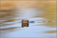 im Laichgewässer... Erdkröte *Bufo bufo*