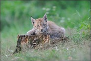nur ein paar Wochen alt... Eurasischer Luchs *Lynx lynx *