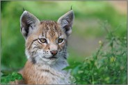 gespitzte Ohren... Eurasischer Luchs *Lynx lynx*