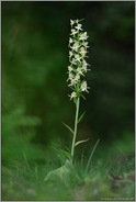 am Waldrand... Grünliche Waldhyazinthe *Platanthera chlorantha*