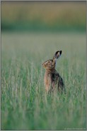 immer schön wachsam... Feldhase *Lepus europaeus*