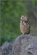 alles fest im Blick... Europäischer Uhu *Bubo bubo*