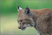 heimische Raubkatze... Eurasischer Luchs *Lynx lynx*