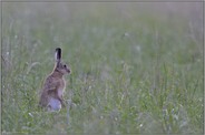 Männchen... Feldhase *Lepus europaeus*