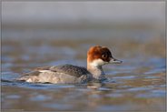 braune Kopfkappe... Zwergsäger *Mergellus albellus*