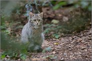Waldbewohner... Europäische Wildkatze *Felis silvestris*