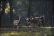 auf dem Brunftplatz... Damwild *Dama dama*