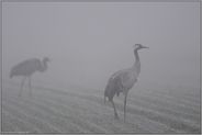 dichter Nebel... Grauer Kranich *Grus grus*