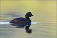 Männchen oder Weibchen... Schwarzhalstaucher *Podiceps nigricollis*