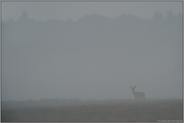 dichter Nebel... Reh *Capreolus capreolus*