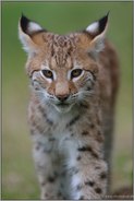 spitze Ohren...  Eurasischer Luchs *Lynx lynx*