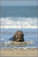 Bugwelle... Kegelrobbe *Halichoerus grypus*