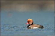 aufgestellte Federhaube... Kolbenente *Netta rufina*