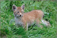 kritischer Blick... Eurasischer Luchs *Lynx lynx*