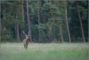 unschlüssig... Rothirsch *Cervus elaphus*