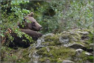 ruhend... Europäischer Braunbär * Ursus arctos*