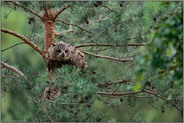 Spieltrieb... Europäischer Uhu *Bubo bubo*