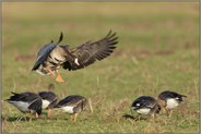 ein Platz in der Mitte... Blässgans *Anser albifrons*