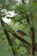 durch's Gebüsch hindurch... Gartenrotschwanz *Phoenicurus phoenicurus*