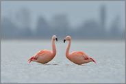 Paarbildung... Chileflamingo *Phoenicopterus chilensis*