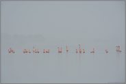 Tristesse... Flamingos *Phoenicopterus spec.*