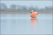 Prachtgefieder... Chileflamingo  *Phoenicopterus chilensis*