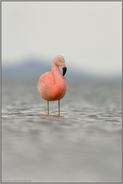 warten auf besseres Wetter... Chileflamingo *Phoenicopterus chilensis*