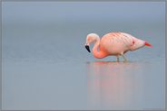 Stille... Chileflamingo *Phoenicopterus chilensis*