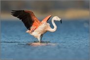 landend... Chileflamingo *Phoenicopterus chilensis*