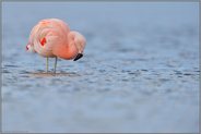 im Prachtkleid... Chileflamingo *Phoenicopterus chilensis*