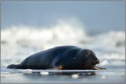 platt... Kegelrobbe *Halichoerus grypus*