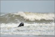 Nordsee... Kegelrobbe *Halichoerus grypus*