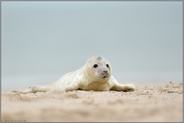 auf der Suche... Kegelrobbe *Halichoerus grypus*