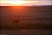 im Sonnenuntergang... Rothirsch *Cervus elaphus*