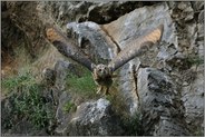 der Abstoss vom Felsen... Europäischer Uhu *Bubo bubo*