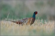 im Stoppelfeld... Fasanenhahn *Phasianus colchicus*