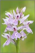 der Blütenstand... Geflecktes Knabenkraut *Dactylorhiza maculata*