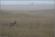 verstoßen... Rotspiesser *Cervus elaphus*