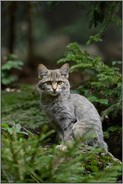 im Lebensraum... Wildkatze *Felis silvestris*
