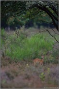 allein unterwegs... Rehkitz *Capreolus capreolus*
