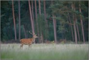 Jungspund... Rothirsch *Cervus elaphus*