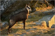flaches Licht... Gämse *Rupicapra rupicapra *